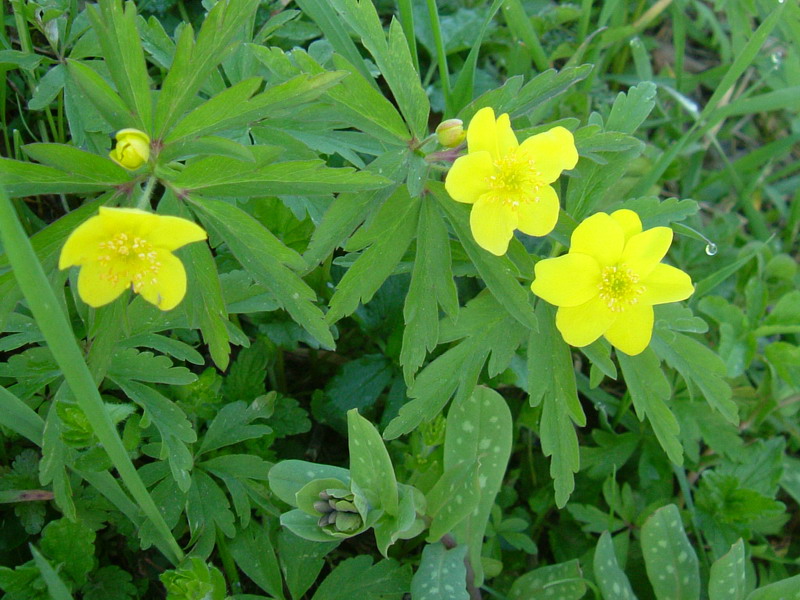 Anemonoides ranunculoides / Anemone gialla